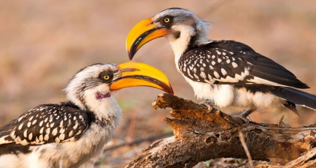 Full-Day Arabuko Sokoke Forest Birdwatching